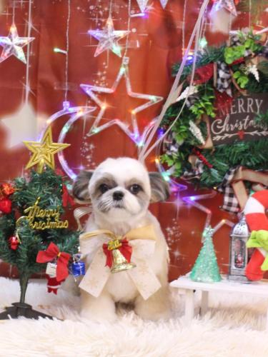 20231221こむぎちゃん